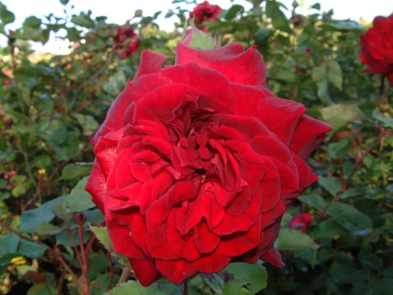 Emperors rose. Emperors rose. Emperors rose. Emperors rose. Emperors rose.
