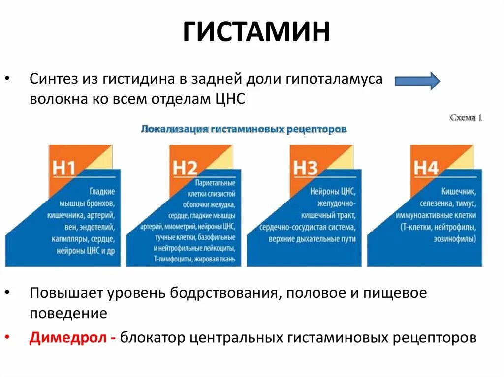 Гистамин действие. Н1 и н2 гистаминовые рецепторы. Локализация н2 гистаминовых рецепторов. H1 гистаминовые рецепторы локализация. Механизм действия гистамина.