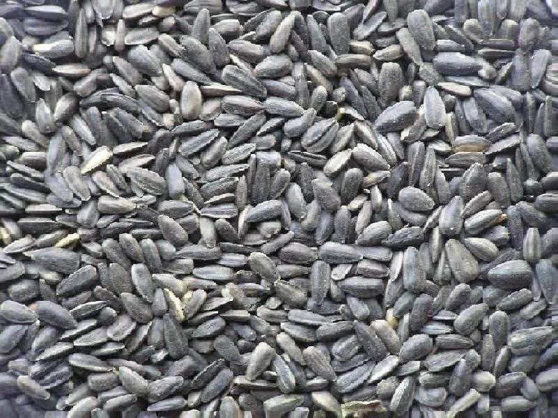 Мешок семечек для птиц. Подсолнечник в мешках. Семечка в мешках. Семечки подсолнуха для птиц в мешках. Семена подсолнечника для птиц корм для птиц.