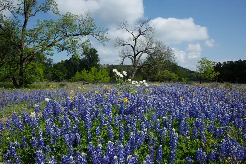 Синий цветок на лугу. Синие луговые цветы. Синие полевые цветы. Синие цветы в поле. Полевые цветы низкорослые.