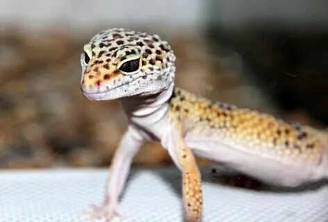 Какие бывают эублефары