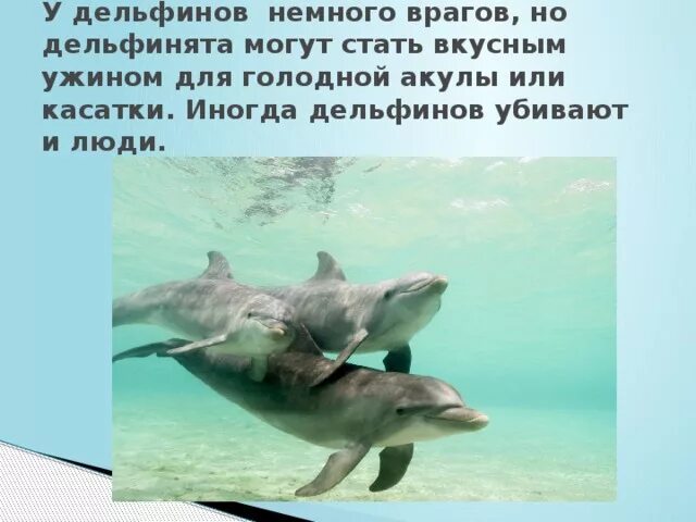 Как акула защищается от врагов. Дельфин друг человека презентация. дельфины защищаются от врагов. дельфины враги акул. как дельфин защищается от врагов 2 класс.