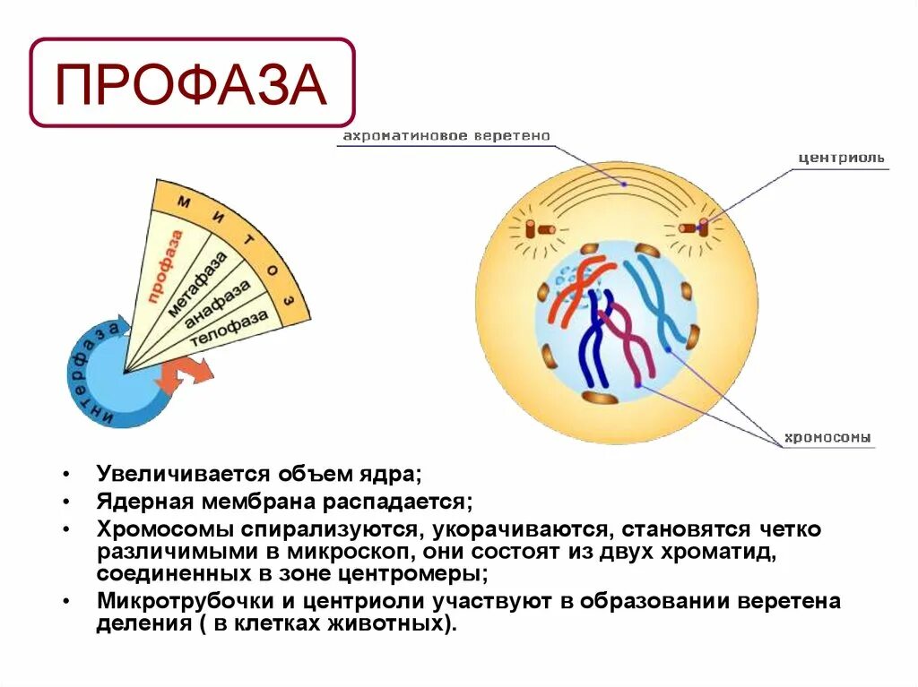 Профаза митоза сколько хромосом. Строение профазы в митозе. Профаза 2 ядро ядерные оболочки ядрышки. Митоз распад ядерной мембраны:. Профаза хромосомы ядерная мембрана.