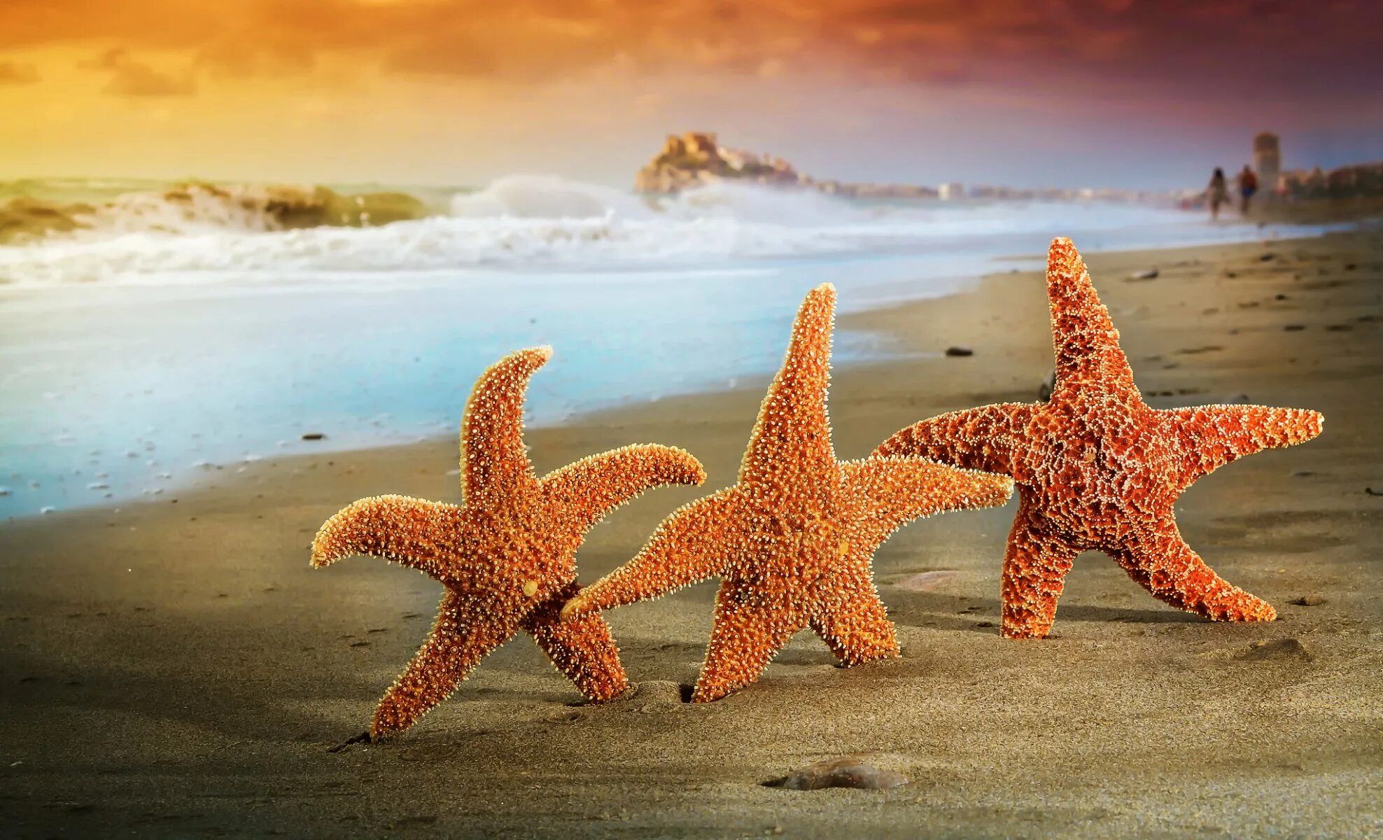 Картинки тема море. Солястер морская звезда. Морская звезда красивая. Море пляж морская звезда. Морская звезда в море.