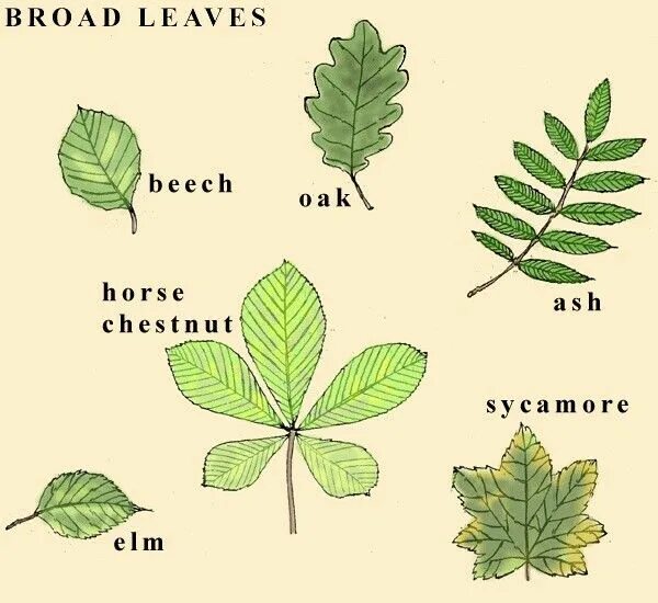 Как лист травой 5 букв. Лист на английском. листья растений на английском. types of leaves. лист с перечислением.