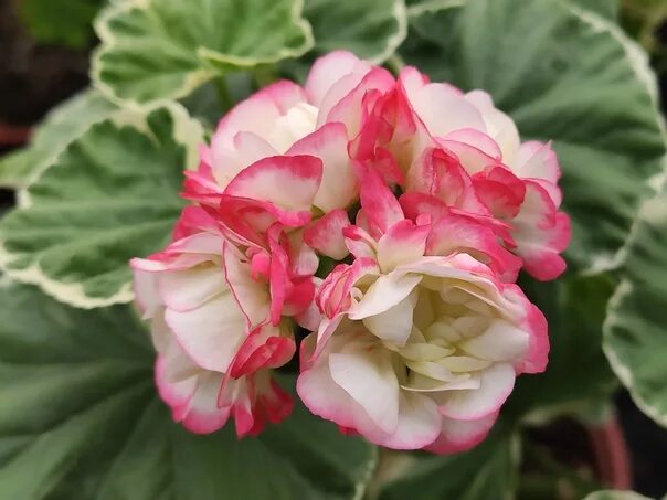 Болд сансет пеларгония. Majesta пеларгония. Пеларгония mr wren. Elmfield пеларгония. Пеларгония королевская белая.