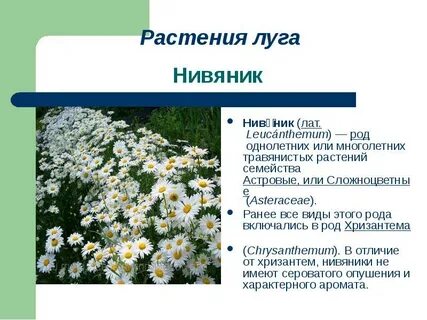 Сообщение о луговых растениях