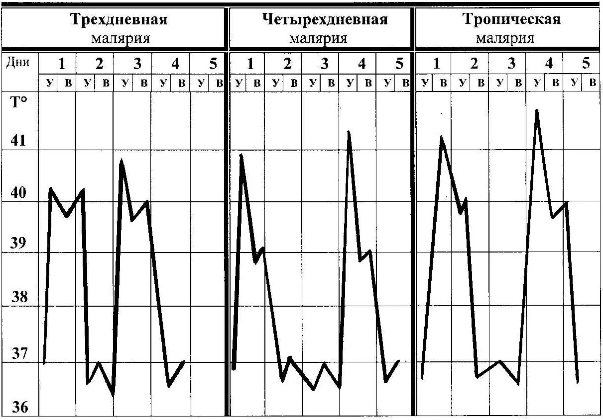 Ранние рецидивы при малярии наступающие после первичных. Трехдневная и четырехдневная малярия. Рецидивы малярии. Малярия трехдневная диагностика. Поздние рецидивы малярии.