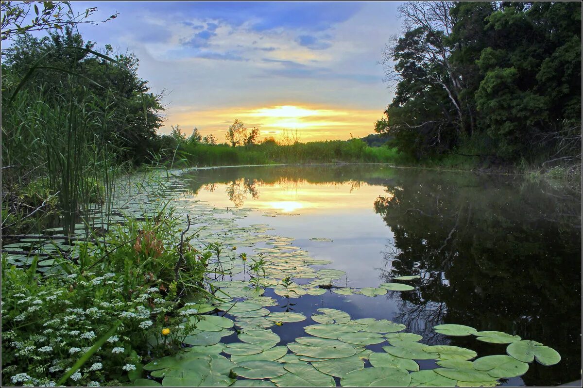 кувшинка, кубышка, камыш ряска. пресноводный водоем. болото чистая вода. сюрьевское болото. водно-болотные угодья россии.
