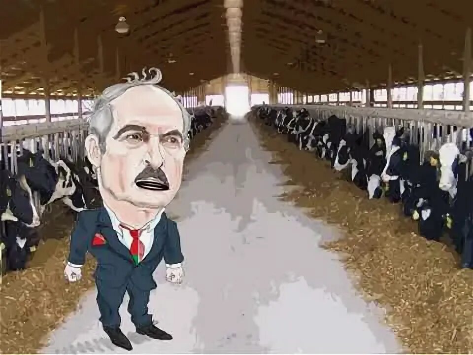 Лукашенко про корову. Лукашенко и коровы. лукашенко на ферме. лукашенко с молоком. батька лукашенко и корова.