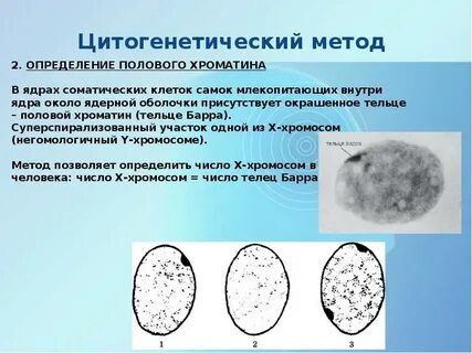 Определение полового хроматина