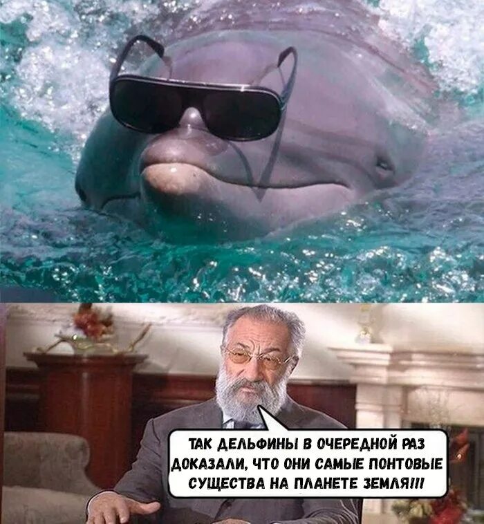 так дельфины доказали. вайлдберриз мем. в очередной раз под. в очередной раз под. в очередной раз под.