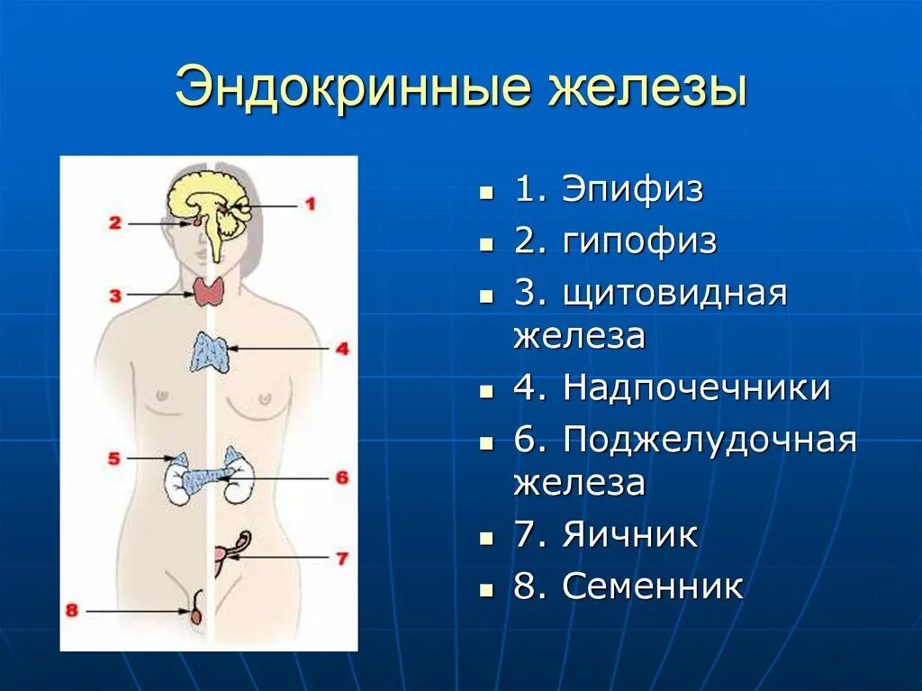 .Система желез внутренней секреции. Функции. Эндокринная система железы внутренней секреции. Железы внутренней секреции: гипофиз, надпочечники, щитовидная железа.. Эндокринные железы внутренней секреции.