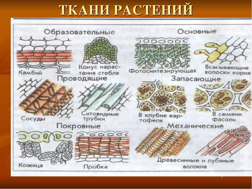 Основные ткани строение 6 класс. Назовите основные растительные ткани и их функции 5 класс биология. какие ткани бывают у растений. типы тканей растений и их функции. строение растительной ткани.