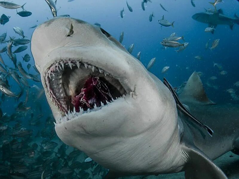 Обитают ли акулы. Акула людоед индийского океана. Кархародон МЕГАЛОДОН. Самые опасные акулы для человека.