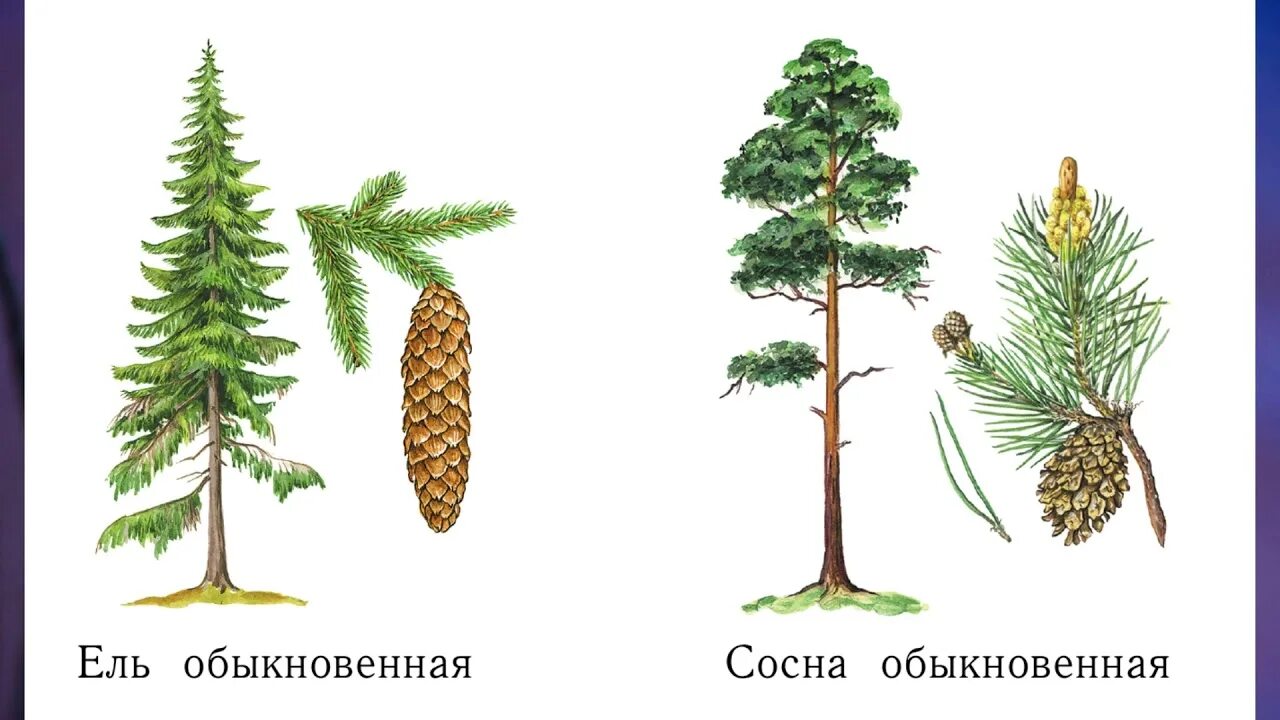Хвойные деревья 1 класс окружающий мир. Лиственные и хвойные деревья 1 класс окружающий мир. хвоинки деревьев окружающий мир 1 класс. отметь галочкой хвойные деревья окружающий мир 1 класс.