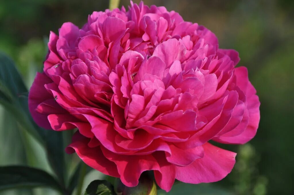 Пион канзас. Пион сорт канзас. Пион kansas. Пион kansas. Пион молочноцветковый kansas.