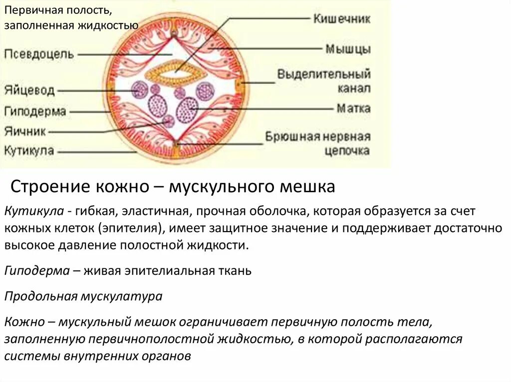 Кожно-мускульный мешок у круглых червей. Тип плоские черви:кожно мускульный мешок таблица. Строение кожно мускульного мешка плоских червей. Полость тела первичная, заполнена жидкостью. Плоские черви первичная полость тела