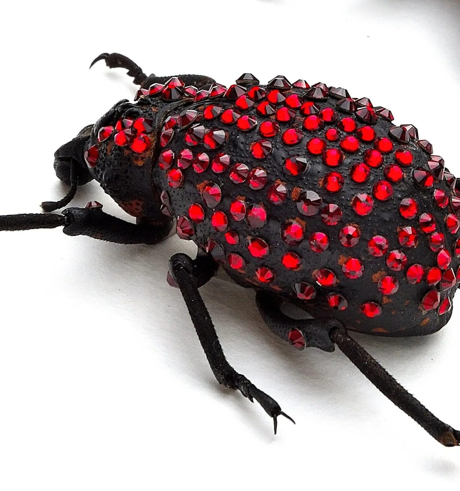 Free Images : nature, flower, insect, bug, fauna, invertebrate, close up, outdoo
