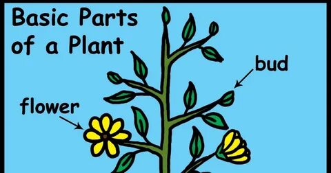 Plant derived