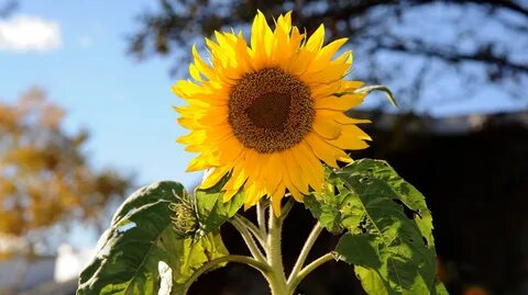 Sunflower plant