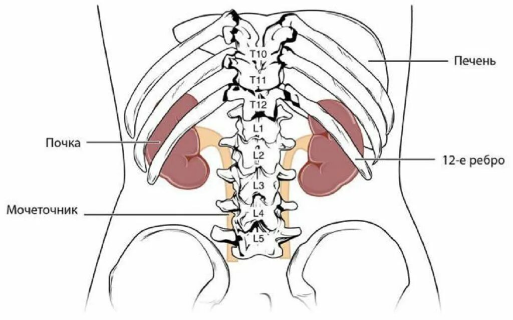 Показать где находятся почки. Почки у человека расположение. где расположены почки у человека фото. анатомия человека почки расположение. внутренние органы человека схема расположения почки.