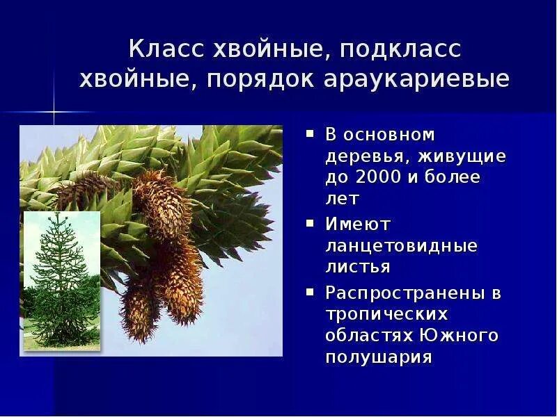 Самостоятельная работа по биологии голосеменные растения. Голосеменные саговник, гинкго. Саговниковые Голосеменные размножение. Отдел Голосеменные, Араукариевые.. Класс хвойные.