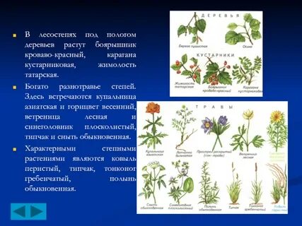Растения кемеровской