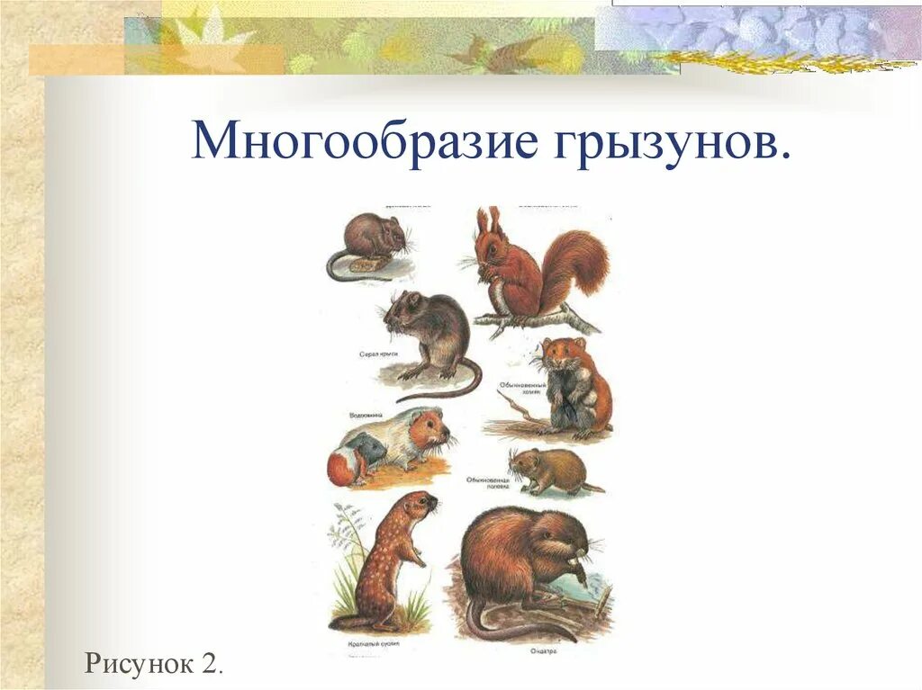 Характерные признаки грызунов. Отряд Грызуны. Грызуны отряд млекопитающих. Представители грызунов. Отряд грызунов представители.