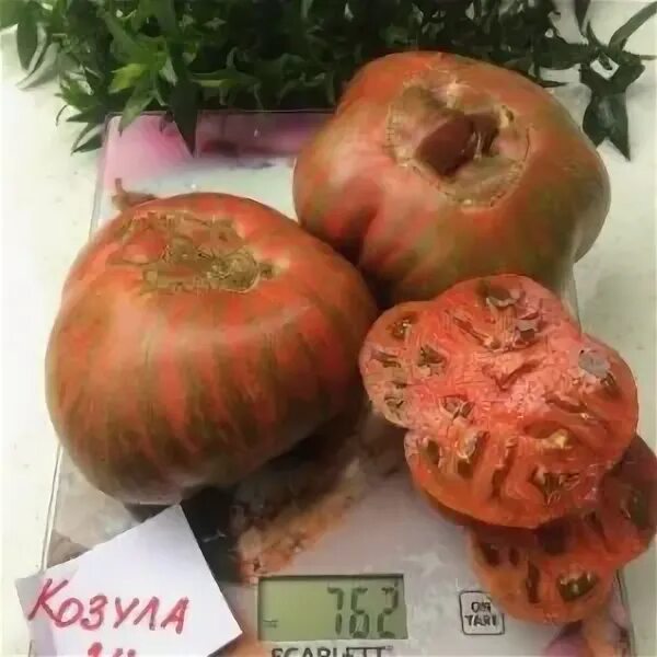 Kozula 126 + Grand * СВеточки