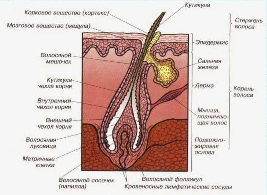 Слои корня волос. Строение волосяного фолликула схема. Строение волоса и волосяного фолликула. Строение волоса человека фолликула. Строение фолликула волоса рисунок.