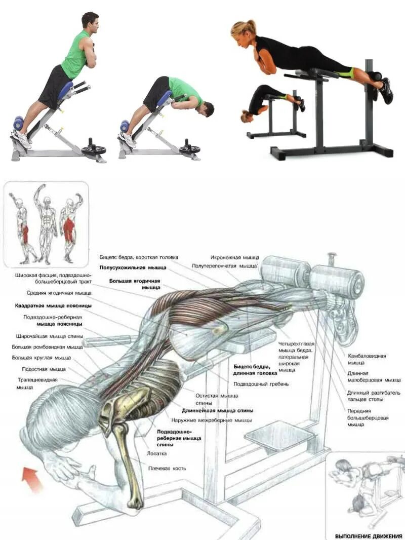 Упражнения на нижнюю спину. Тренажер для качания мышц спины гиперэкстензия. Упражнения для прокачки мышц спины на тренажерах. Как прокачать спину на тренажере. Гиперэкстензия упражнение мышцы.