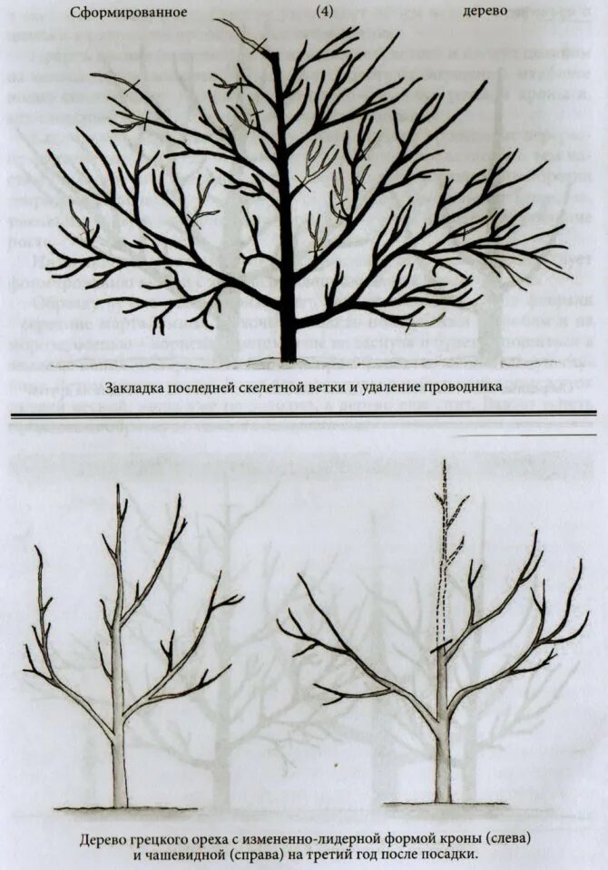 Как правильно обрезать грецкий. Формировка кроны грецкого ореха. Грецкий орех формирование и обрезка. Формировка грецкого ореха схема. Обрезка грецкого ореха осенью.