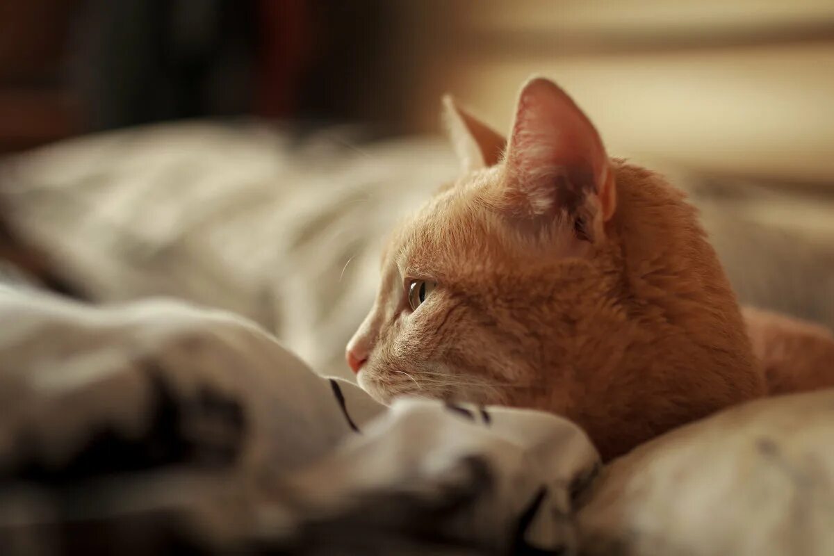 Сонный котёнок в чашке. Котик утро. Утро кота видео. Утренний кот. Доброе утро котики.