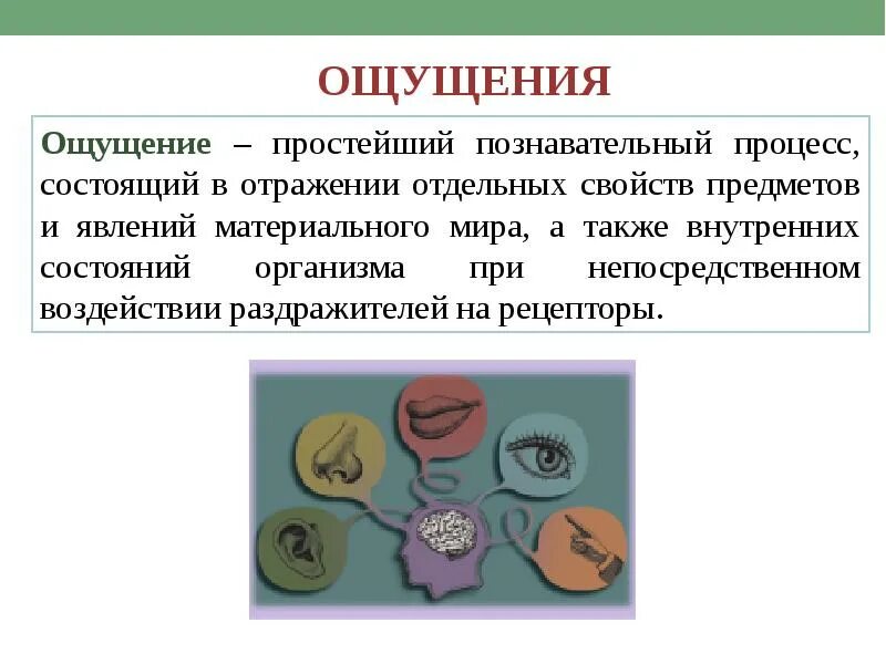 А также внутреннее и. Ощущения это простейший познавательный процесс который. Познавательные процессы ощущение. Отражение отдельных свойств предметов и явлений материального мира. МДК 01.02 Познавательные процессы в психологии.