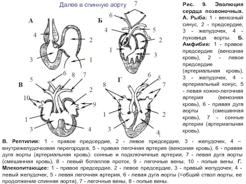 Строение сердца Эволюция. Строение сердца позвоночных. Сердце позвоночных животных. Эволюция сердца у позвоночных.