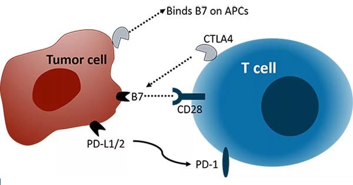 CTLA 4 И pd1 иммунология. CTLA-4 ингибиторы. Блокирующий CTLA-4. CTLA 4 Рецептор.