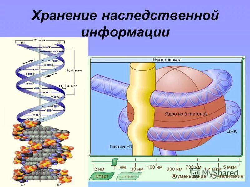 Хранящей генетическую информацию. Наследственная информация. Наследственная информация хранится в. Хранилище наследственной информации.