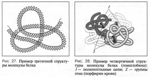 Для третичной структуры белка характерны