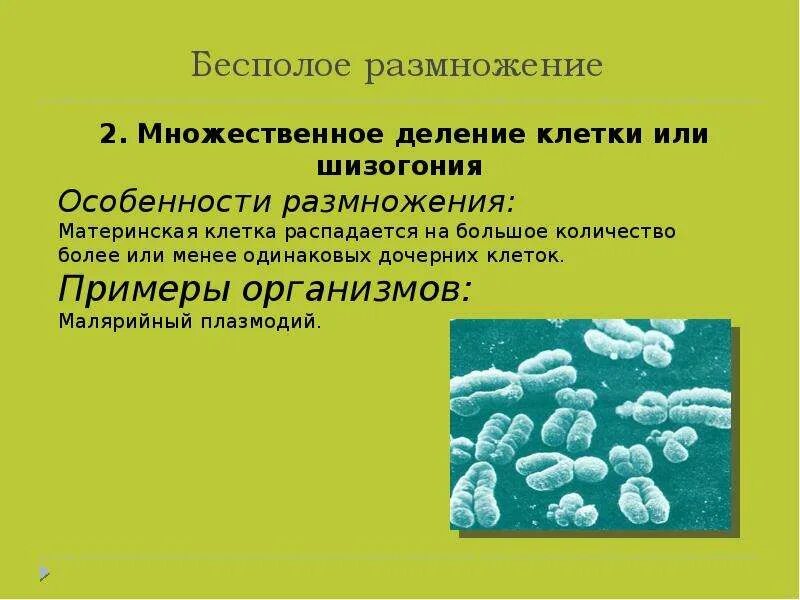 Деление клетки бесполое размножение примеры. Деление клетки бесполое размножение организм. Способы бесполого размножения шизогония. Размножение способом деления клеток примеры. Множественный организм