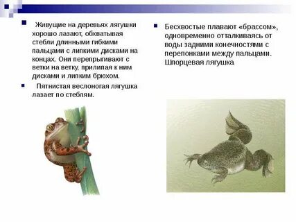 Необычные способы передвижения животных сообщение