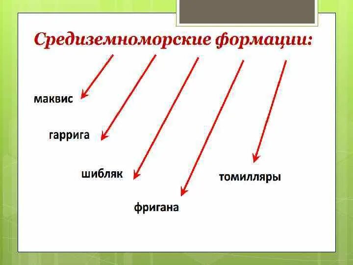 Формация леса. Классы формаций. формации леса. класс формаций растительности.