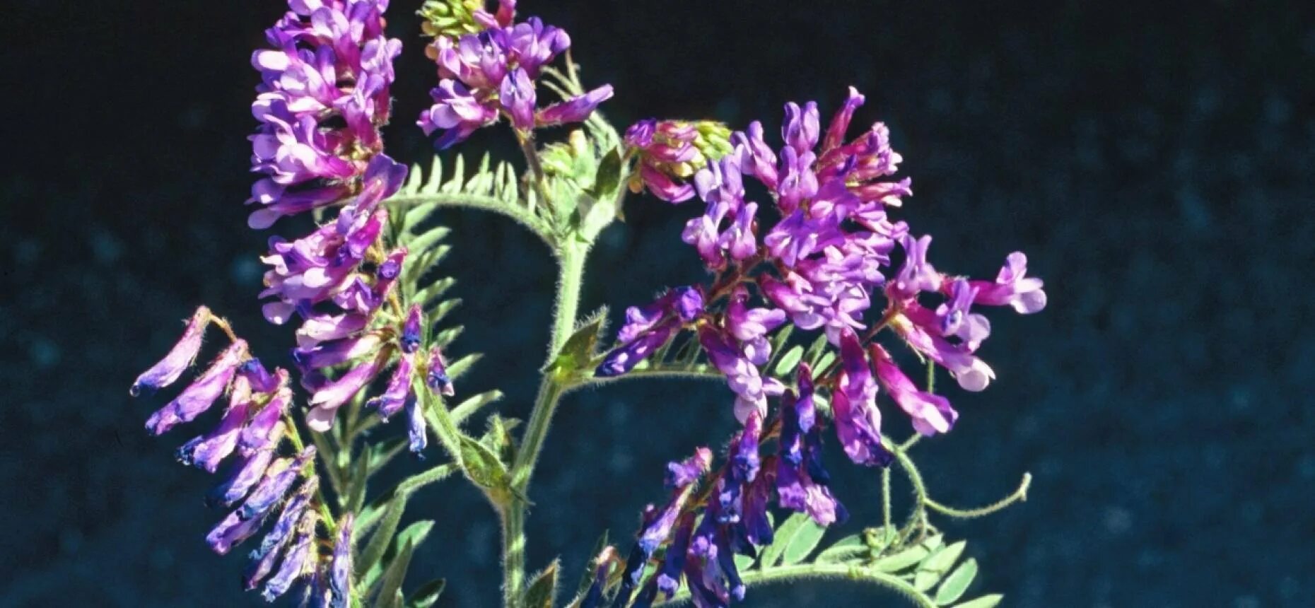 Plant wiki. Горошек мохнатый (Vicia villosa). Люцерна мышиный горошек. Вика Яровая (мышиный горошек) Vicia Sativa. Растение Вика мышиный горошек.