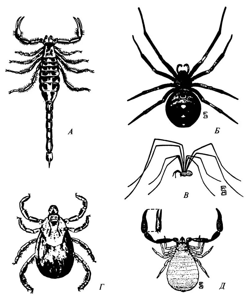 Таежный клещ ПАУКООБРАЗНЫЙ. Внешнее строение паука скорпиона клеща. Клещи сенокосцы представители. Паукообразные пауки Скорпионы сенокосцы. Ракообразные паукообразные насекомые конечности