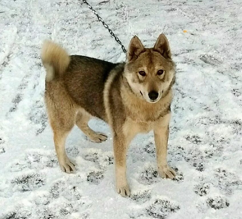 Самоед скрещенный. Сибирская хаски девочка. Собачьи клички для кобелей лайки. Клички для хаски мальчика. Имена для собак мальчиков лайки.