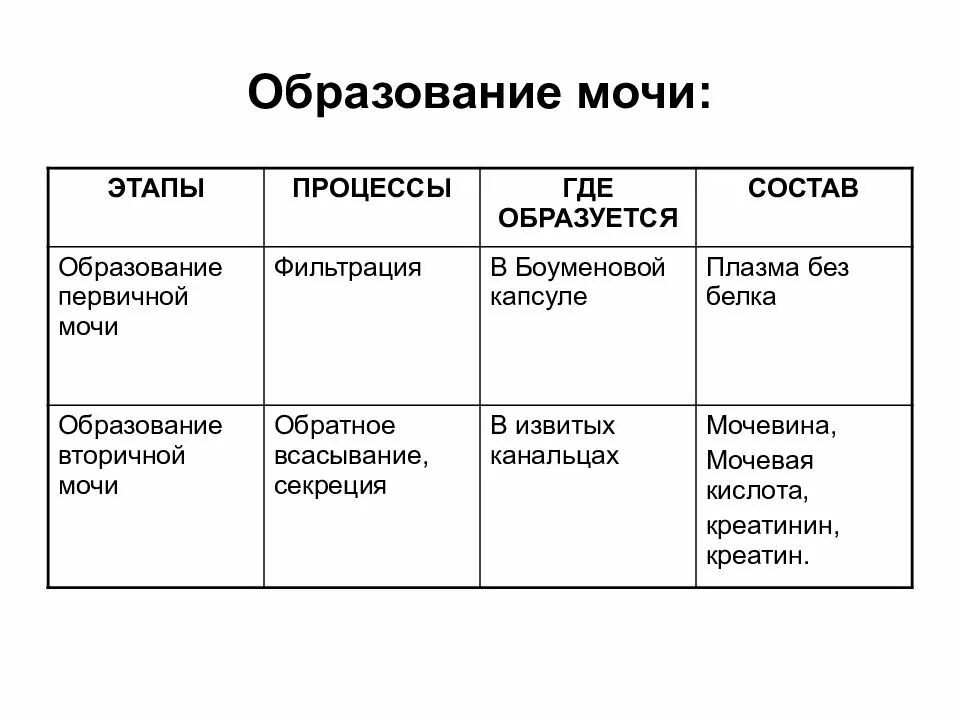 1 фильтрация первичной мочи происходит в. 2 этапа образования мочи. этапы образования мочи схема. этапы образования мочи анатомия. образование первичной мочи процессы фазы.
