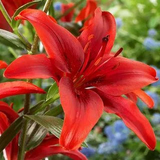 Red az