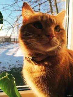Котося
