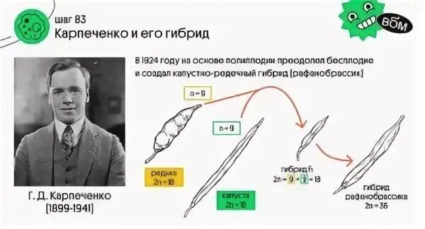 Карпеченко капустно редечный гибрид. Карпеченко капустно редечный. Карпеченко опыт капустно редечный. Карпеченко гибрид редьки и капусты.