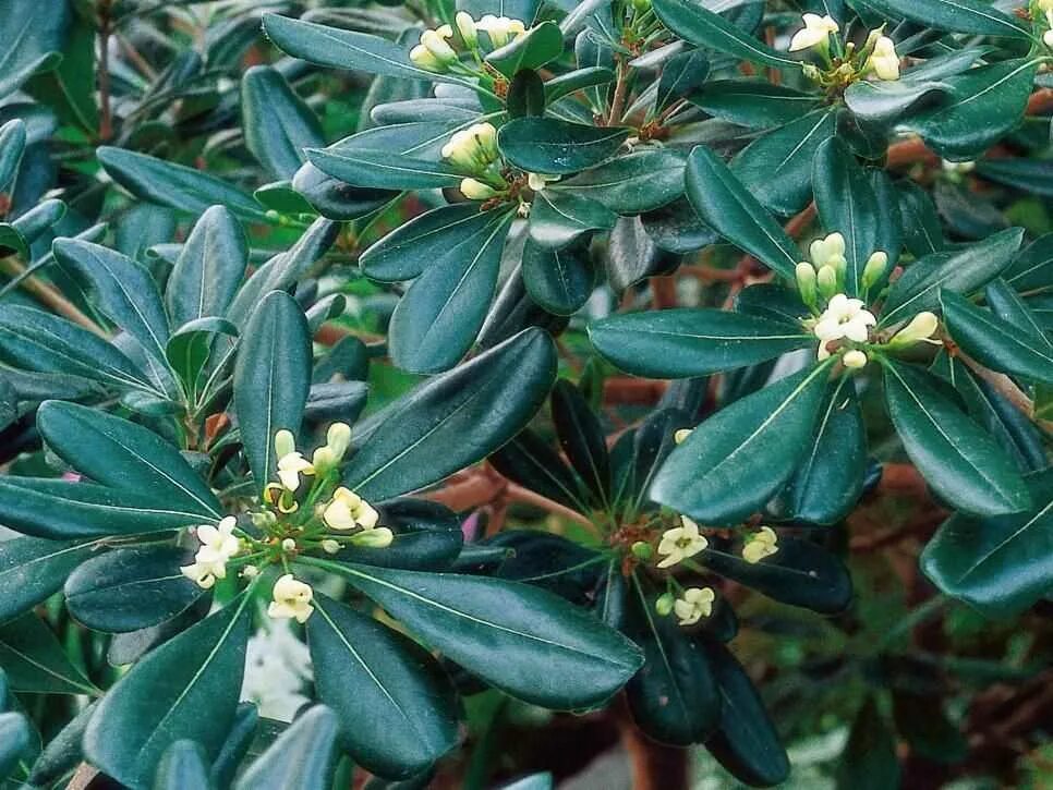 Магония падуболистная mahonia aquifolium. Падуб вечнозеленый. Магнолия подуболистная. Магония падуболистная куст. Магония падуболистная аполло.